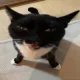 Reviewer 1